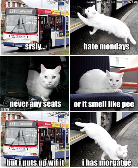 cat on a bus